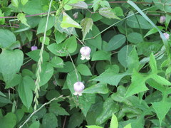 Clematis flaccida