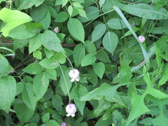 Clematis flaccida