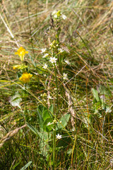 Toxicoscordion fontanum