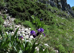 Iris marsica
