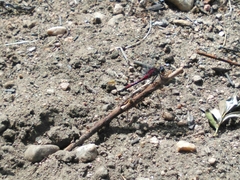 Leucorrhinia borealis