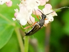 Analeptura