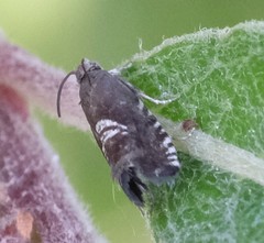 Grapholita interstinctana