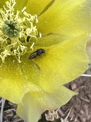 Acmaeodera quadrivittatoides