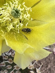 Acmaeodera quadrivittatoides