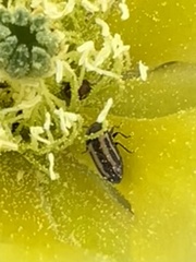 Acmaeodera quadrivittatoides