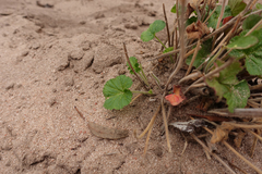 Pelargonium littorale