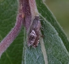 Grapholita interstinctana