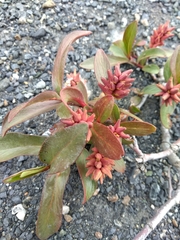 Salix setchelliana