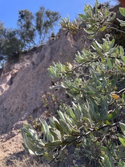 Eriodictyon traskiae traskiae