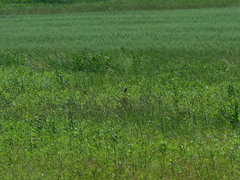 Saxicola rubicola