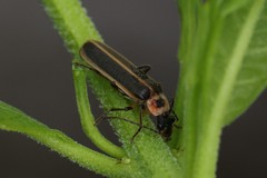 Podabrus basillaris