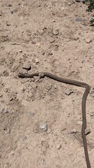 Thamnophis elegans vagrans