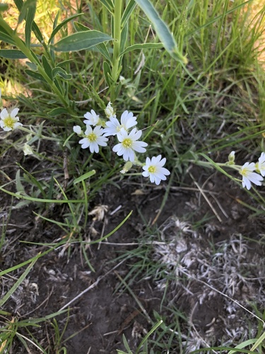 field chickweed