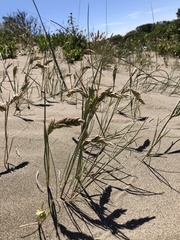 Poa macrantha