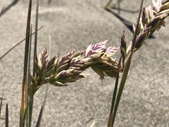 Poa macrantha