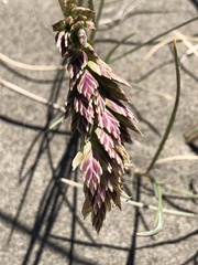 Poa macrantha