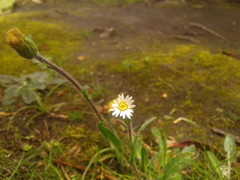 Noticastrum marginatum