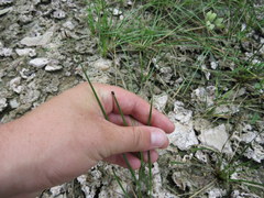 Eleocharis bifida