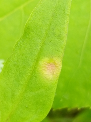 Puccinia andropogonis