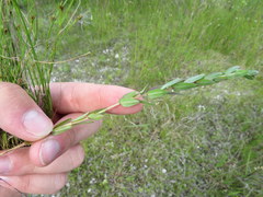 Lythrum alatum lanceolatum
