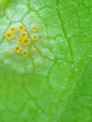 Puccinia andropogonis