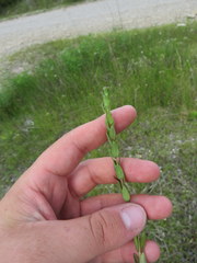 Lythrum alatum lanceolatum