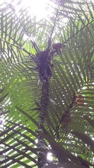 Astrocaryum aculeatum