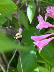 Bombus bimaculatus
