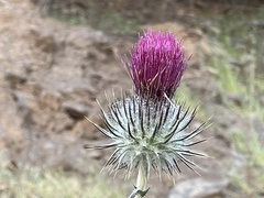 Cirsium occidentale occidentale