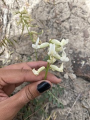 Astragalus curvicarpus