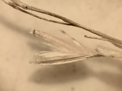 Sphenopholis intermedia