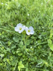 Cardamine dentata