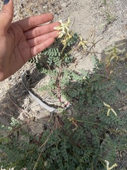 Astragalus curvicarpus
