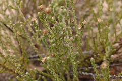Olearia lepidophylla