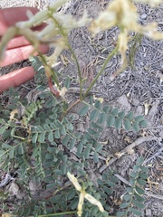 Astragalus curvicarpus