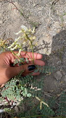 Astragalus curvicarpus