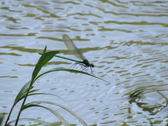 Calopteryx angustipennis
