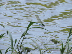 Calopteryx angustipennis