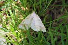 Petrophora subaequaria