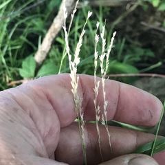 Sphenopholis intermedia