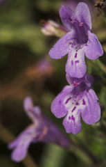 Hedeoma hyssopifolia