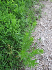 Amsonia illustris