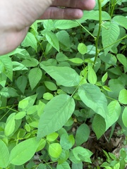 Orbexilum onobrychis