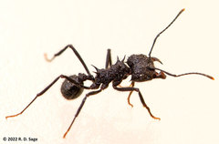 Acromyrmex lobicornis