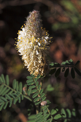 Dalea albiflora