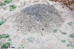 Acromyrmex lobicornis