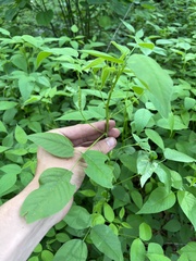 Orbexilum onobrychis