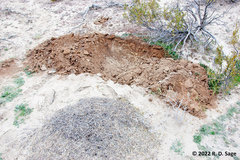 Acromyrmex lobicornis