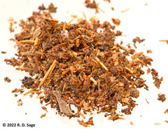 Acromyrmex lobicornis